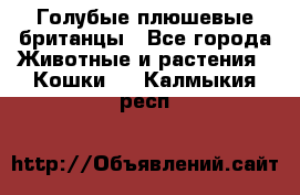 Голубые плюшевые британцы - Все города Животные и растения » Кошки   . Калмыкия респ.